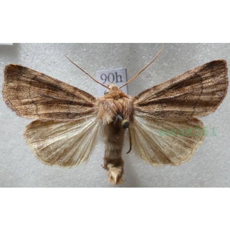 Xestia sexstrigata (Haworth, 1809) Rolnica sześciokreska Czech90h